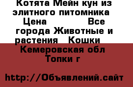 Котята Мейн-кун из элитного питомника › Цена ­ 20 000 - Все города Животные и растения » Кошки   . Кемеровская обл.,Топки г.